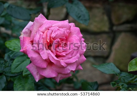 big pink roses pictures. Violet / pink rose with