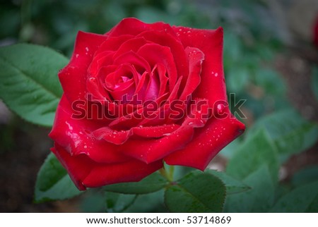 Blooming Red Rose