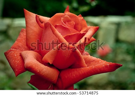Blooming red rose with brick wall in background
