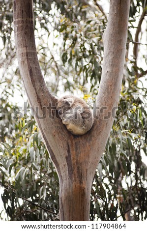 Koala bear in the wild in gum trees in Australia