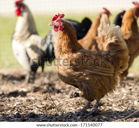 Free Range Chickens Roam The Yard On A Small Farm