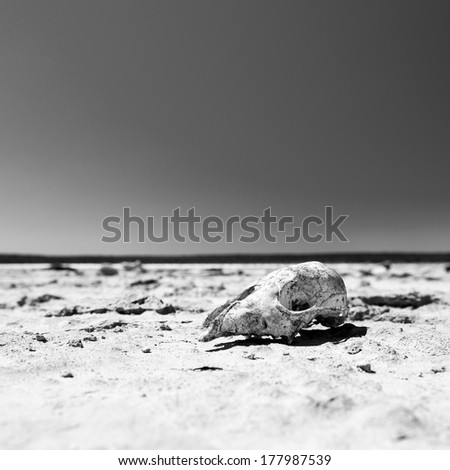 Animal skull on cracked hot ground in desert with blue sky in black and white