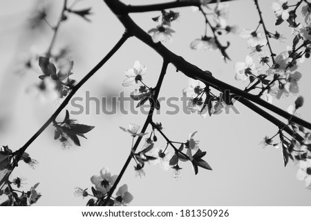 Cherry blossoms background in black and white in black and white