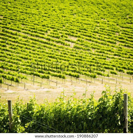 Grape vines in rich, vibrant green stretch out in the wine regions of South Australia