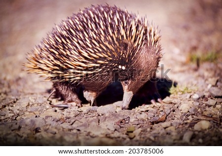 Australian native Echidna animal with its spikey back for protection