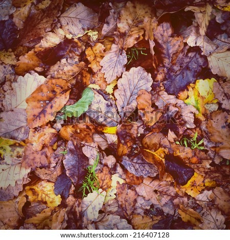 Vintage filtered autumn leaves on the wet ground for seasonal background