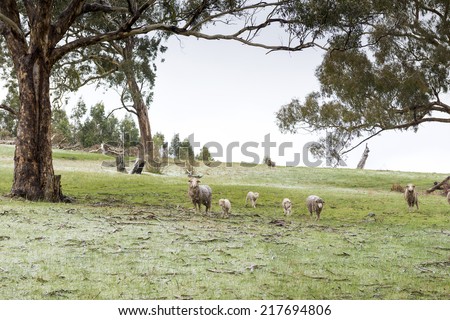 Sheep in fields during winter with a fresh dusting of snow