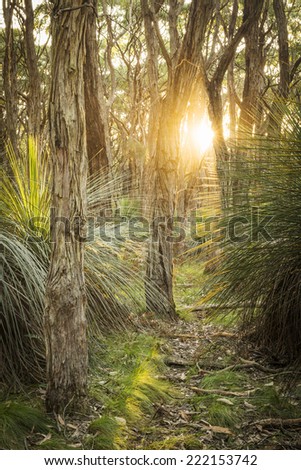 Golden forest landscape scenic at sunset with sunlight beaming in through trees