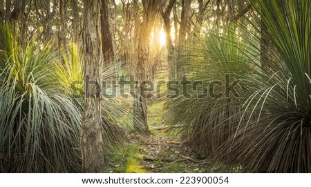 Golden forest landscape scenic at sunset with sunlight beaming in through trees