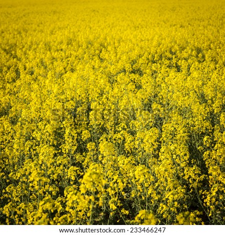 Golden flowers of the canola plant before harvest