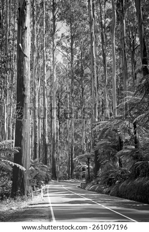 Towering trees and tree ferns in the forest along the Black Spur in the Yarra Valley, Victoria, Australia in black and white