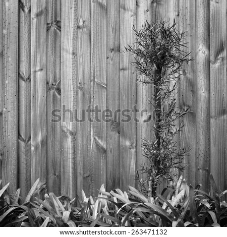 Landscape design background of leaves and new wood panel fence in black and white