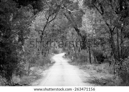 Dirt road winding through a dense forest in winter in shallow focus in black and white