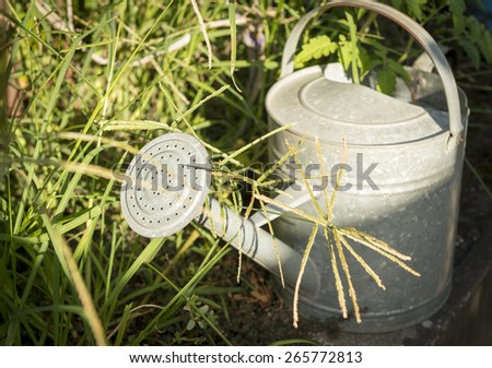 Old tin watering can sitting in the garden overgrown with weeds