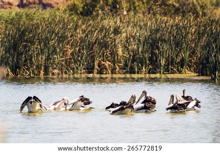 Flock of pelicans diving for fish in the wetlands of the Murray River, Australia