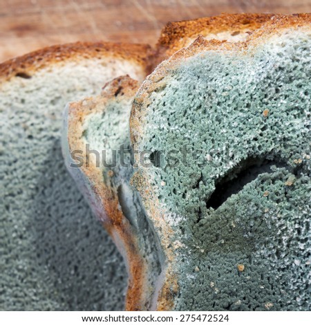 Mold growing rapidly on moldy bread in green and white spores
