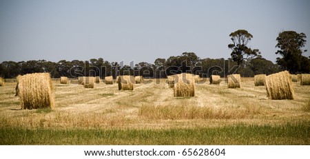Harvest time nearly finished, hay bales sit in the fields waiting to be picked up
