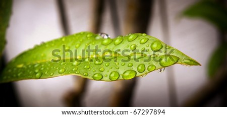 Fresh natural rain sitting on a lush green leaf