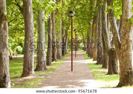 Bright green leaves line a park walkway