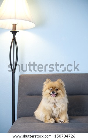 Pomeranian in studio shot, on gray sofa, blue wall