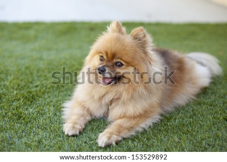 Smiling Pomeranian relaxing on the synthetic grass at backyard