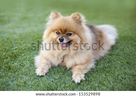 Smiling Pomeranian relaxing on the synthetic grass at backyard