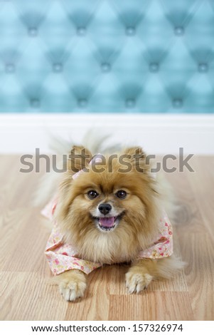 Pomeranian wearing Kimono lying on floor facing front