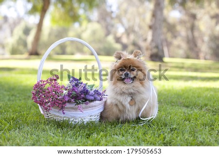 Happy pomeranian sitting next to basket of flowers, spring time, with wreath on the head horizontal