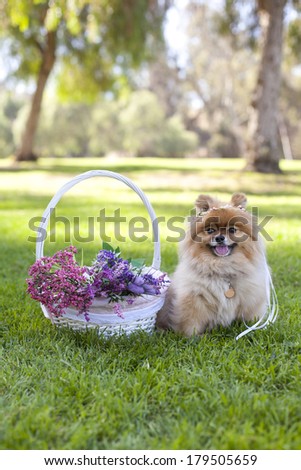 Happy pomeranian sitting next to basket of flowers, spring time, with wreath on the head