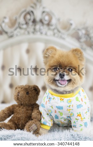 Pomeranian puppy with favorite teddy bear toy on bed
