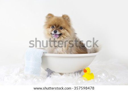 Pomeranian puppy getting a bath in a mini bath tub with rubber duck