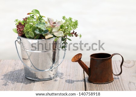 Plant in a bucket with a watering can