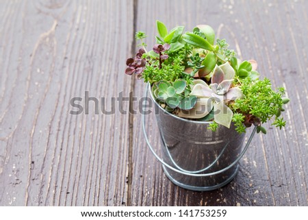 Little plant in a bucket on wooden table
