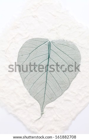 green skeleton leaf pressed handmade rice paper