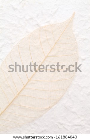 blown skeleton leaf on handmade rice paper