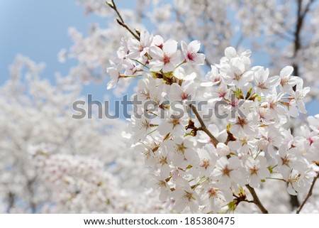 springtime blooming branch of cherry tree on the blue sky