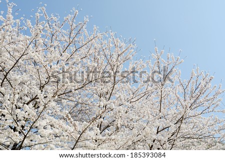 springtime blooming cherry tree on the blue sky