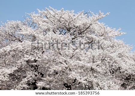 Big cherry blossom tree against the clear blue sky