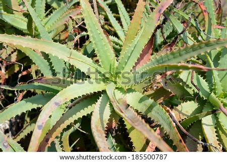 close up of withered aloe vera plant