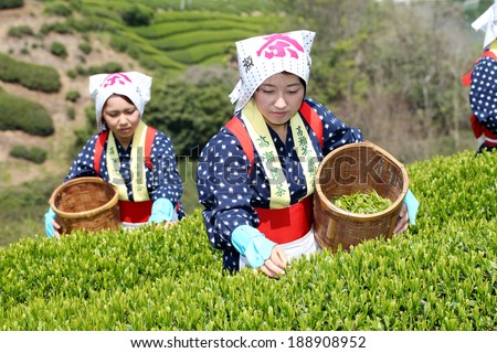 MITOYO KAGAWA, JAPAN - APRIL 23: Young japanese women with traditional clothing kimono harvesting green tea leaves on farmland of tea plantation on April 23, 2014 Mitoyo Kagawa, Japan.