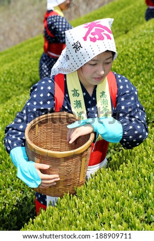 MITOYO KAGAWA, JAPAN - APRIL 23: Young japanese women with traditional clothing kimono harvesting green tea leaves on farmland of tea plantation on April 23, 2014 Mitoyo Kagawa, Japan