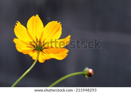 glow yellow cosmos flower gray background