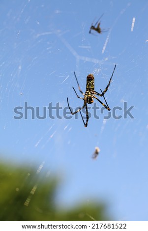 golden orb-web spider in spider web against a clear blue sky