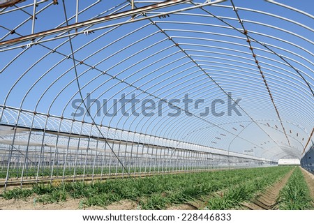 Agricultural building for farming of vegetables, against a blue sky