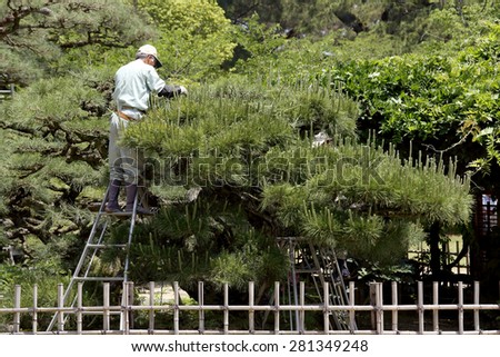 KAGAWA, JAPAN - MAY 20 : Japanese professional gardener pruning a pine tree with shears, standing on a stepladder on May 20, 2015, Ritsurin Garden, Kagawa, Japan