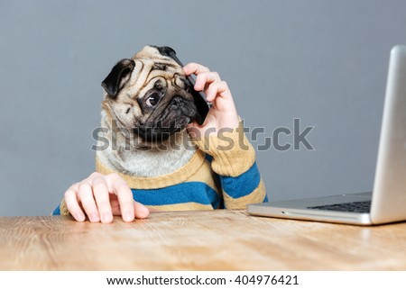 Amazed man with pug dog head talking on mobile phone and using laptop over grey background