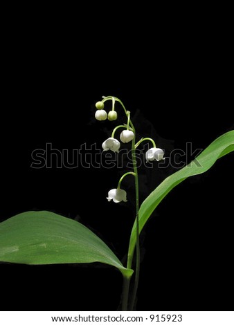 Spring flower a lily of the valley on a dark background