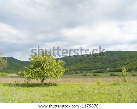 Lonely tree in a mountain countryside
