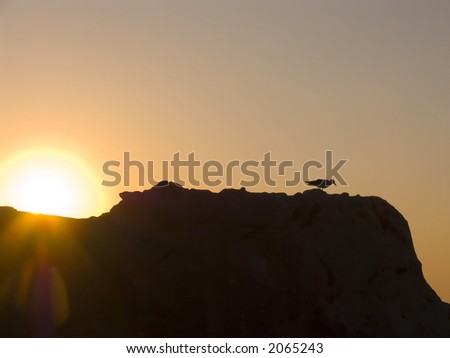 Sunrise on the sea. The seagull on a background of a rising sun