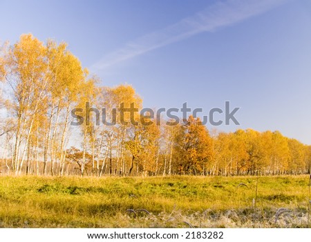 Colourful autumn landscape. Trees are covered with yellow foliage